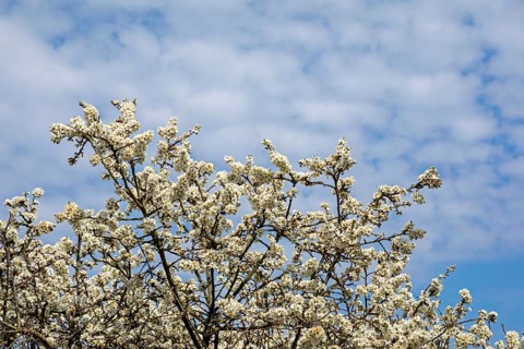 Flowering blackthorn