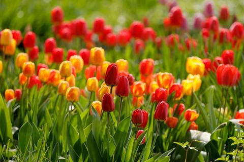 Tulips bloom
