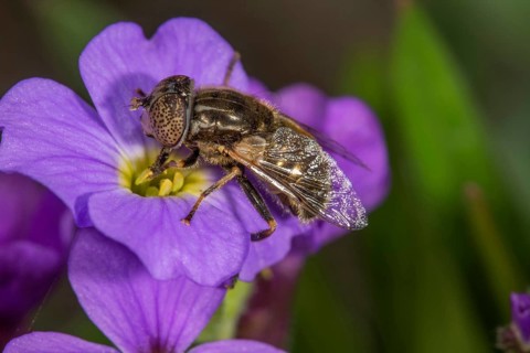Eristalinus sepulchralis
