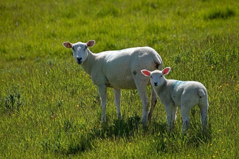 Ewe and lamb on the dike