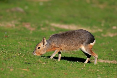 Patagonian Mara