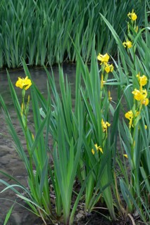 Yellow iris on the bank of a brook