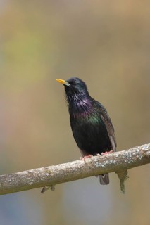 Starling