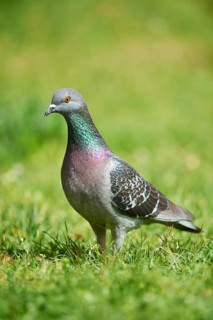Domestic pigeon