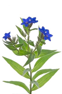 Flowers of a blue-red stone seed