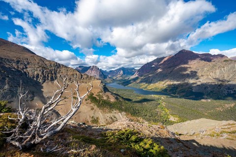 View of Two Medicine Lake with dead tree