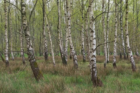 Birch forest