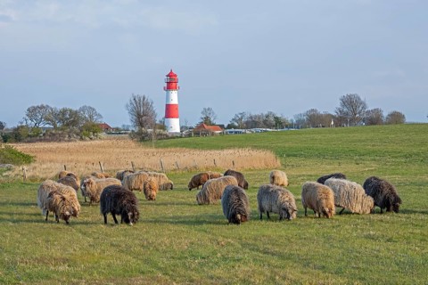 Norwegian sheep in front of lighthouse