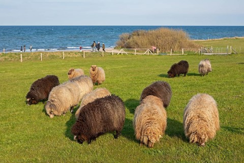Norwegian sheep on the dike