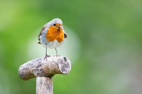 European robin