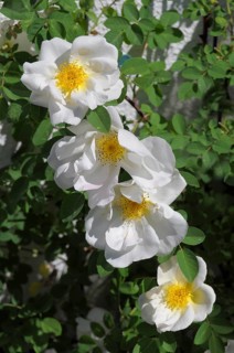 Dog rose