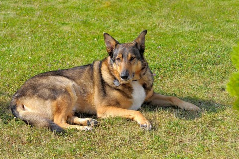 Shepherd Dog Mongrel