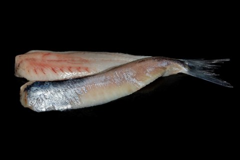 Freshly fermented fillet of Atlantic herring