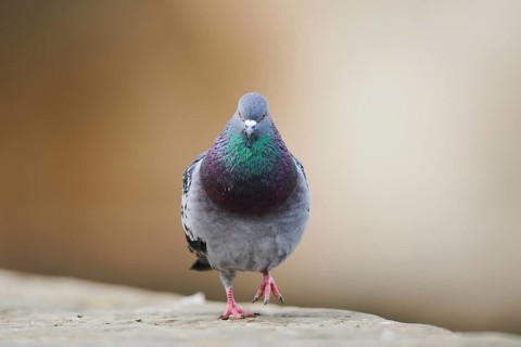 Feral pigeons