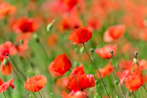 Poppies