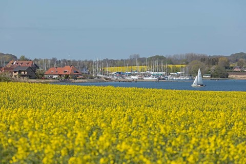 Rape fields in bloom near Arnis
