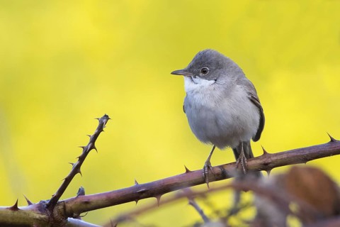 Common whitethroat