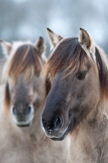Konik