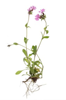 Red campion