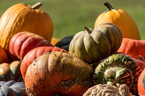 Pumpkins