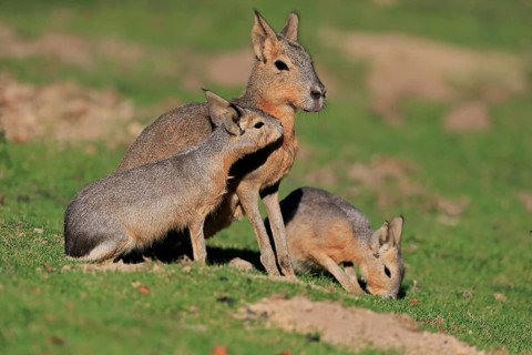 Patagonian Mara