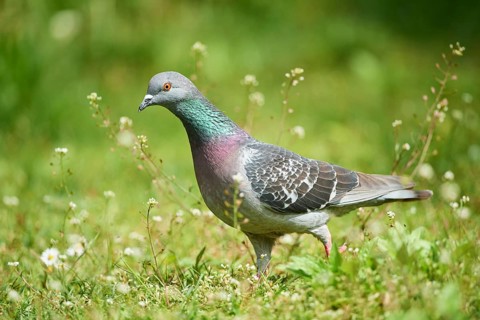 Domestic pigeon