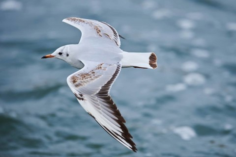 Black-headed gull