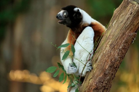 Crowned sifaka