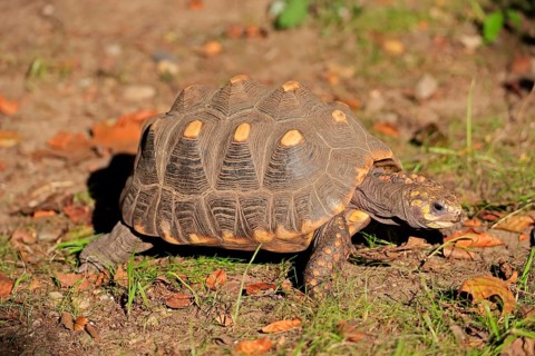 Red-footed tortoise