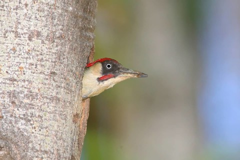 European green woodpecker