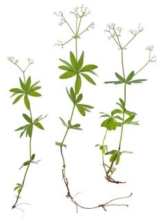 Woodruff