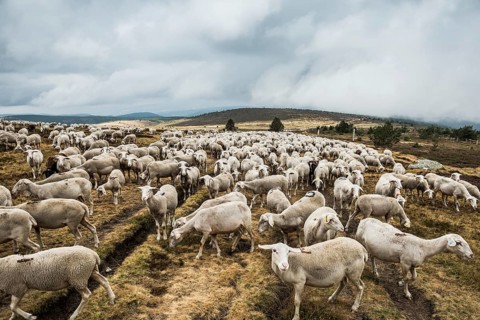 Sheep