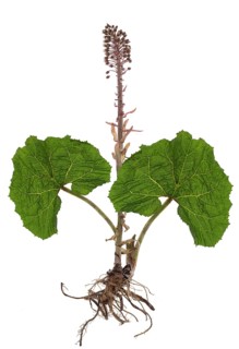 Red common butterbur