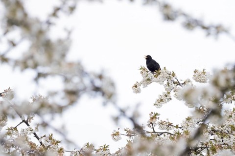 Blackbird
