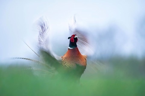 Pheasant