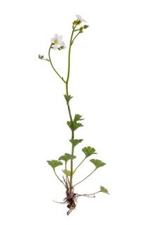 Knoll saxifrage