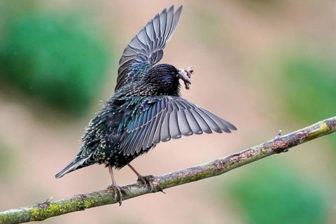 Starling