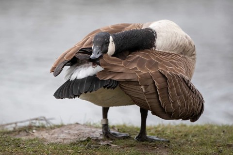 A Canada goose