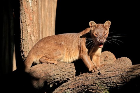 Fossa