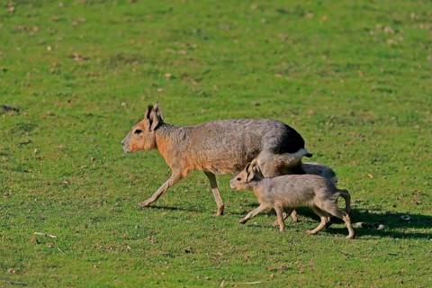 Patagonian Mara