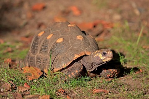 Red-footed tortoise