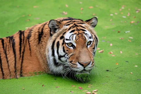 Siberian tiger