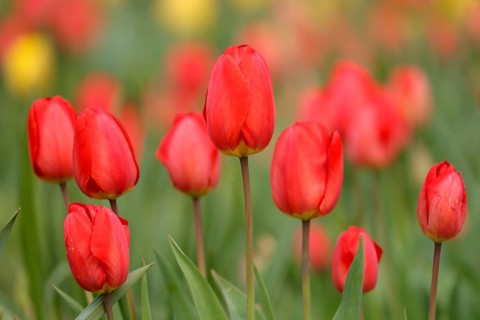 Tulips bloom