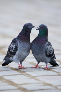 Feral pigeons