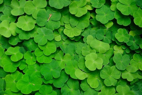 Wood sorrel