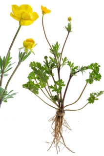 Ranunculus bulbosus