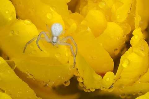 Goldenrod crab spider