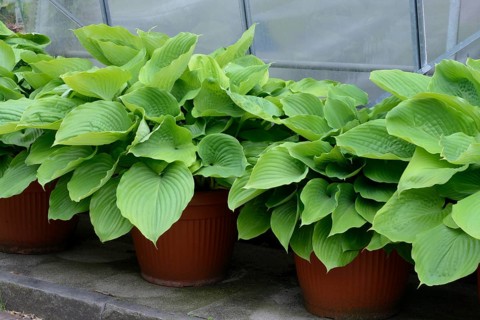 Hosta