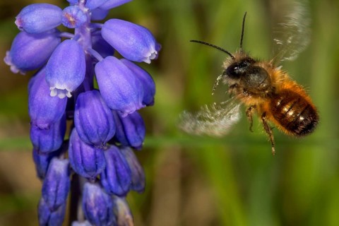 Rusty Red mason bee