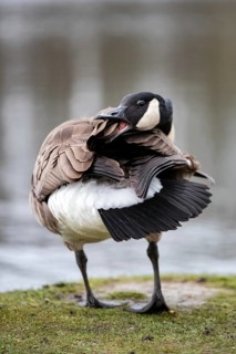 A Canada goose